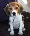 /album/mis-fotos/cachorro-beagle03-jpg/